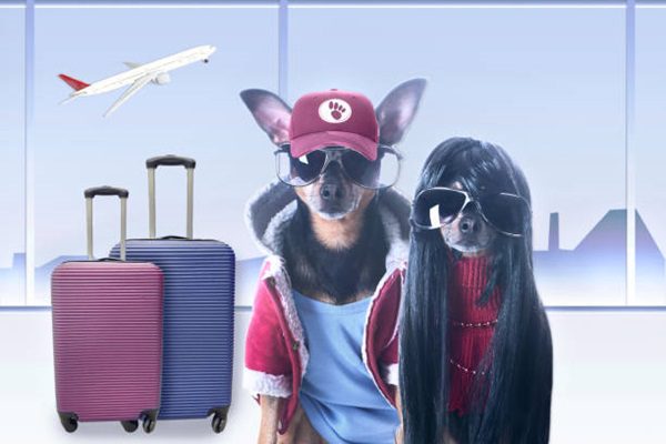 Viagens aéreas com animais de estimação: O que é importante saber?