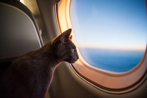 Como atrasos de voos afetam o bem-estar dos animais transportados? – Resolver problemas de voo